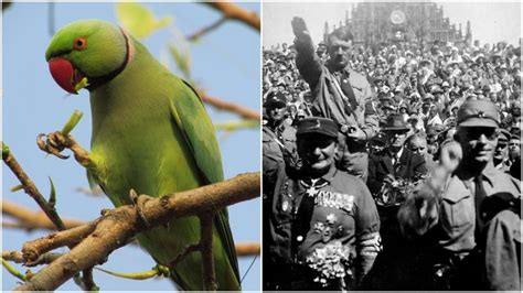 did hitler have a parrot|did adolf hitler own a parrot.